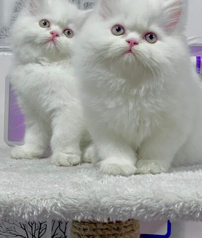 Pampered pets pune