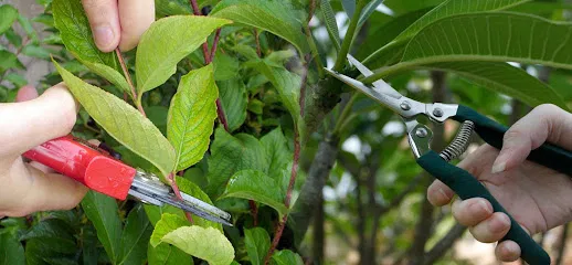 Gurupreet Nursery in pune - Nursery in Pune, Wholesale Plant Nursery, Mumbai, Indore, Hyderabad, Karnataka, Bangalore